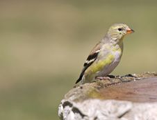 Female Goldfinch Stock Photography