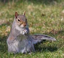 Squirrel Eating A Seed Royalty Free Stock Image Squirrel Eating A Seed Royalty Free Stock Image