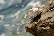 Sea Shell Royalty Free Stock Photos Sea Shell Royalty Free Stock Photos