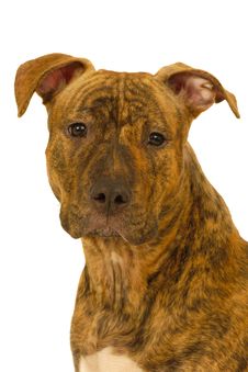 Staffordshire Terrier Dog Royalty Free Stock Images