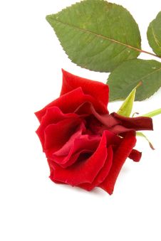 One Red Rose, Isolated On White Stock Photography
