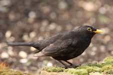 Blackbird Royalty Free Stock Photo Blackbird Royalty Free Stock Photo