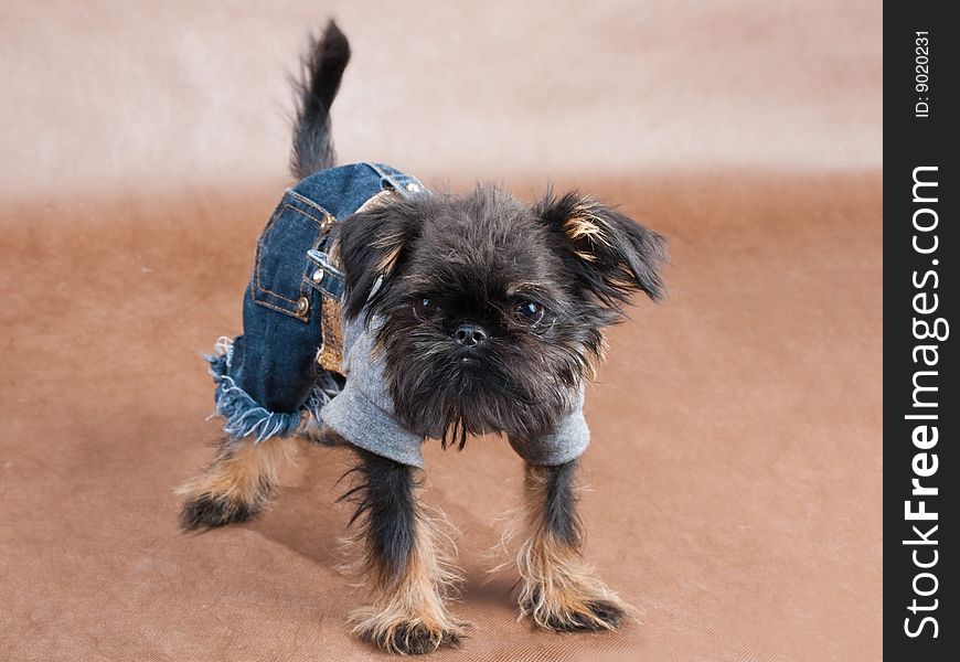 Three-month old puppy Griffon standing on the brown non-woven background.