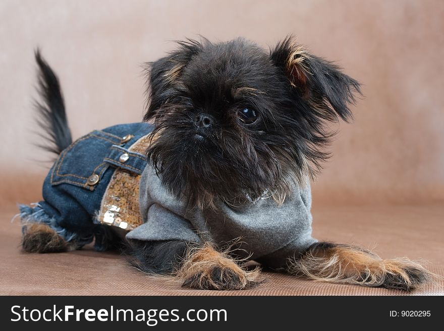 Three-month old puppy Griffon standing on the brown non-woven background. Three-month old puppy Griffon standing on the brown non-woven background