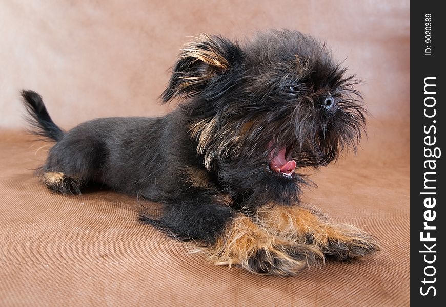 Three-month old puppy yawning Griffon on the brown non-woven background