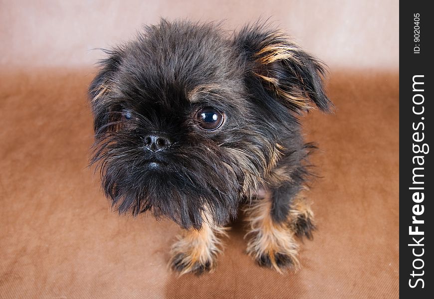 Head of three-month old puppy Griffon on the brown non-woven background. Head of three-month old puppy Griffon on the brown non-woven background