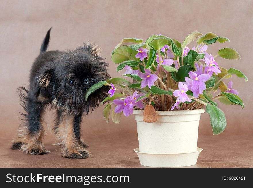 Three-month old puppy Griffon on the brown non-woven background, eating the violet. Three-month old puppy Griffon on the brown non-woven background, eating the violet.