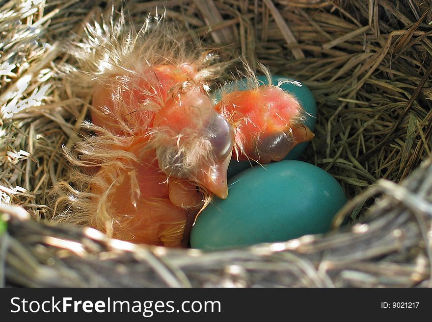 Nest with baby birds and green eggs. Nest with baby birds and green eggs