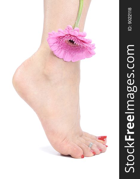 Beautiful woman   feet with pink flower over white