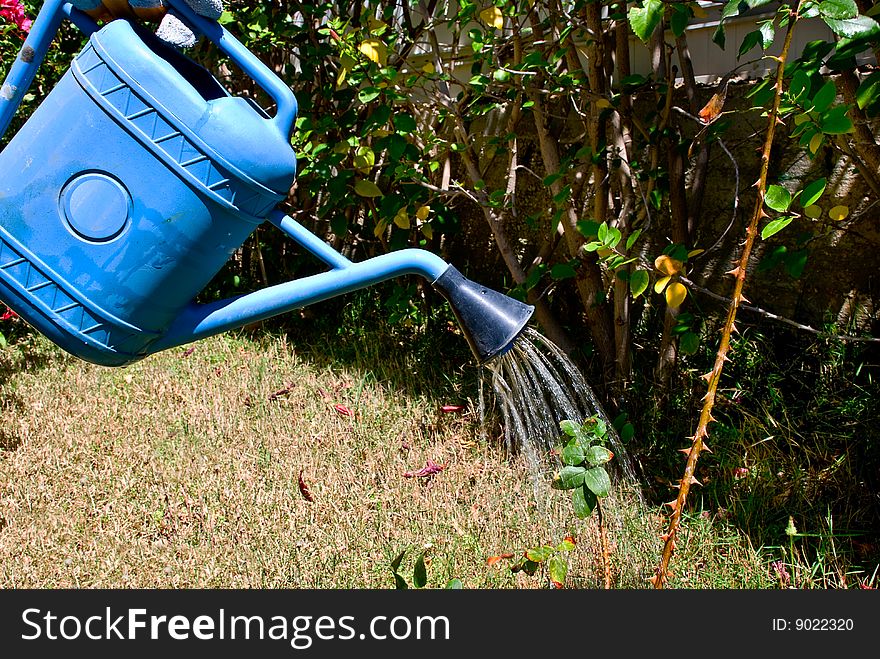 Water pouring from blue watering can onto a drying rose