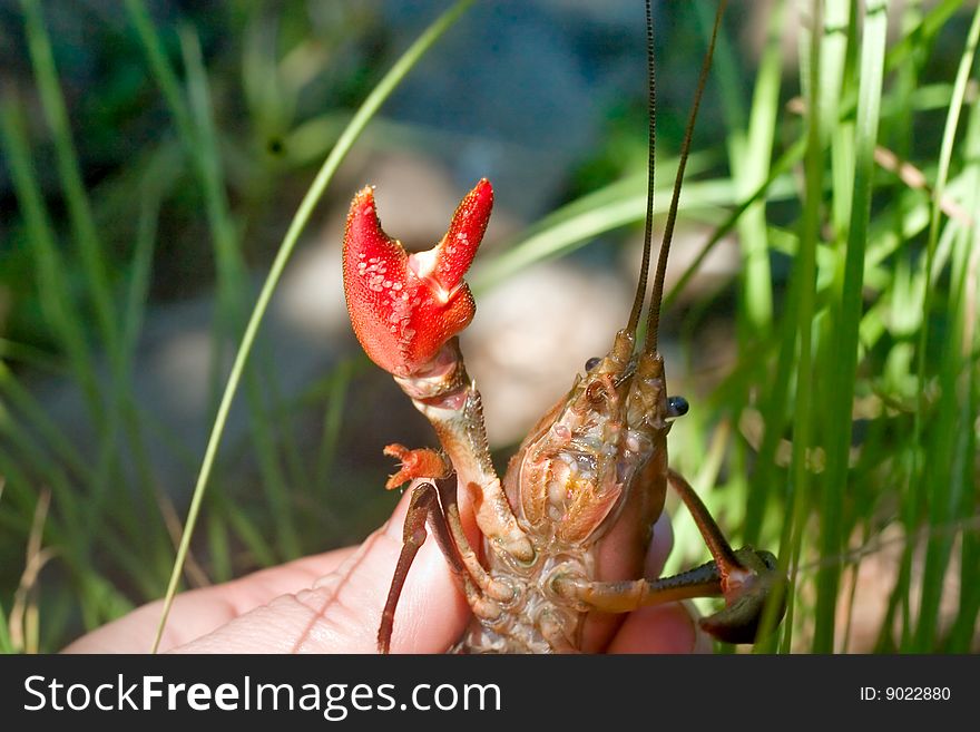 Craw fish held with a human hand waves hi.