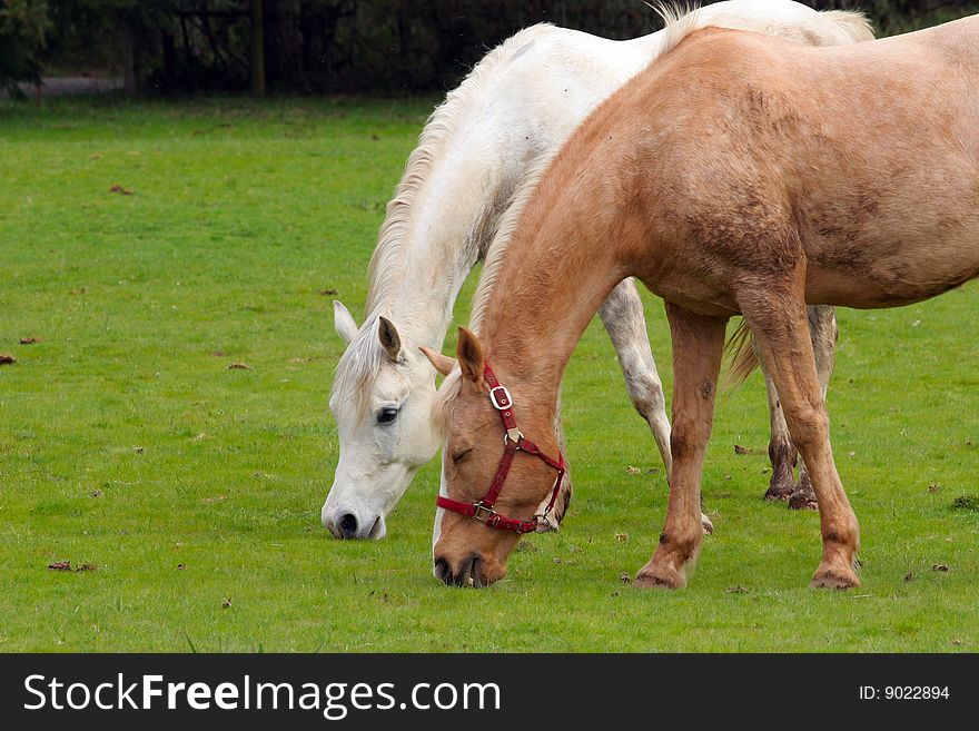 Two horses grazing on a green grassy field