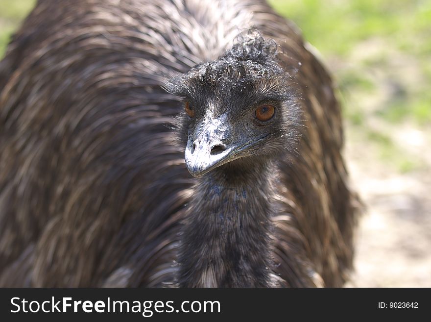 Portrait emu - on the green meadow