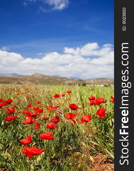 Colorful meadow under blue spring sky. Colorful meadow under blue spring sky.