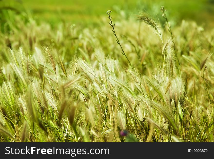 Green cereal meadow, shallow DOF