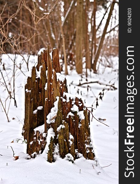 A photo of a timber septic stump covered with snow