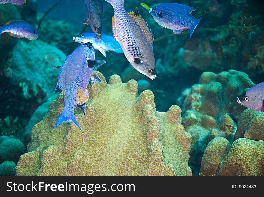 Small school of creole wrasse feeding near large coral formation