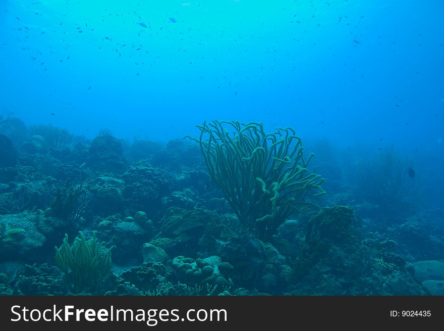 Wide angle seascape with variety of coral, fish and blue caribbean sea water. Wide angle seascape with variety of coral, fish and blue caribbean sea water