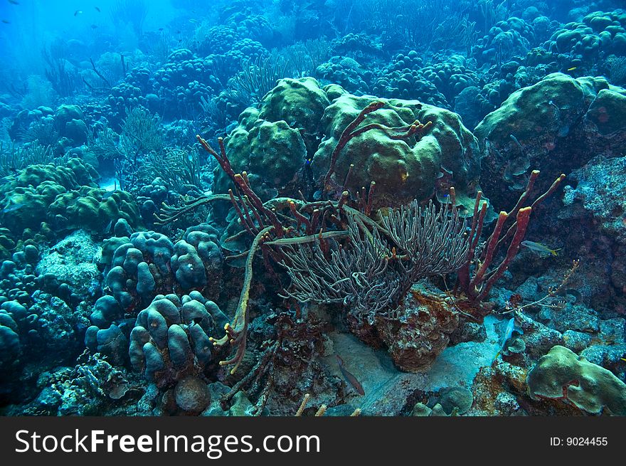 Wide angle seascape of coral reef found near island of bonaire