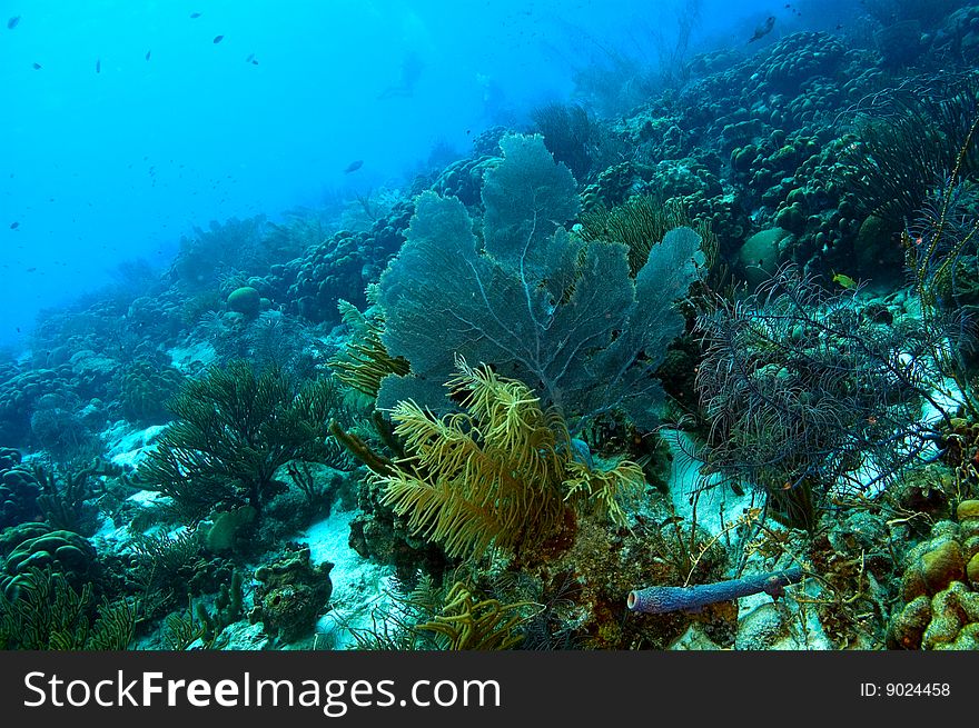 Large gorgonian fan, octocoral and variety of coral and sponges found near island of bonaire. Large gorgonian fan, octocoral and variety of coral and sponges found near island of bonaire