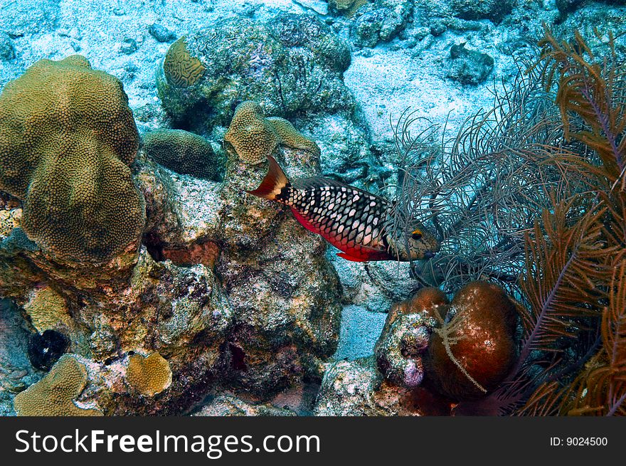 Single initial stage stoplight parrotfish and variety of coral