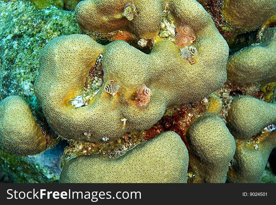 Several christmas tree worms protruding from coral formation. Several christmas tree worms protruding from coral formation