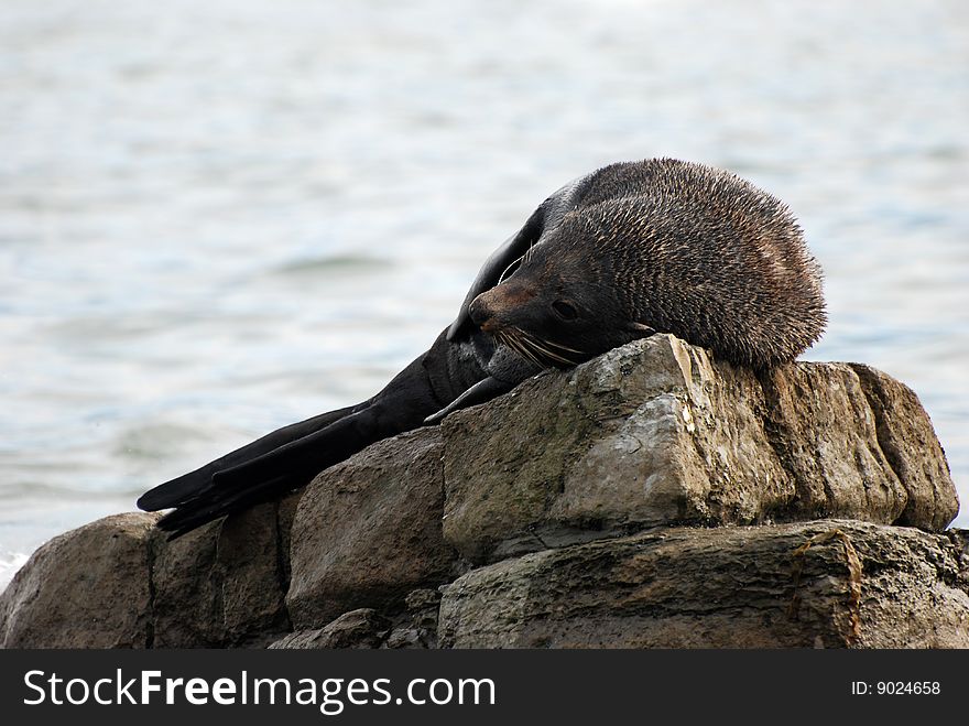 Resting Fur Seal in Kaikoura