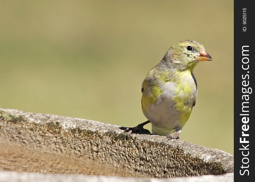 Female Goldfinch