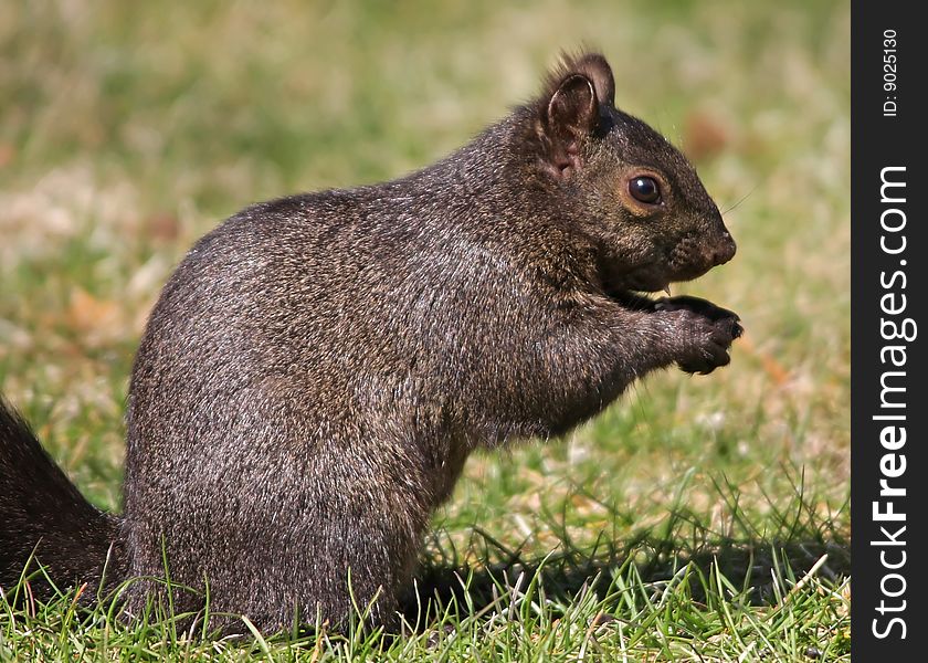 A melanistic eastern gray squirrel having a snack