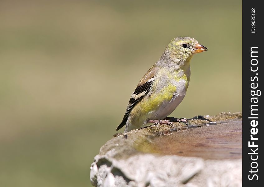 A female Goldfinch (Carduelis Tristas) perched on bird bath