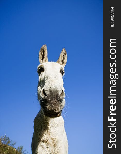 White donkey over clear sky. Focus on eyes.