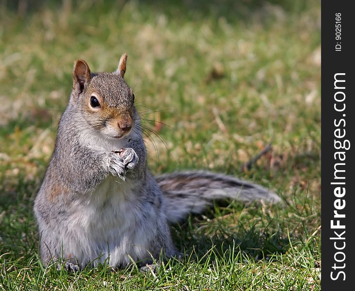 Eastern Gray Squirrel muching a seed and staring at camera. Eastern Gray Squirrel muching a seed and staring at camera