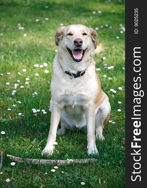 Young female labrador sitting with stick in the spring grass and flowers