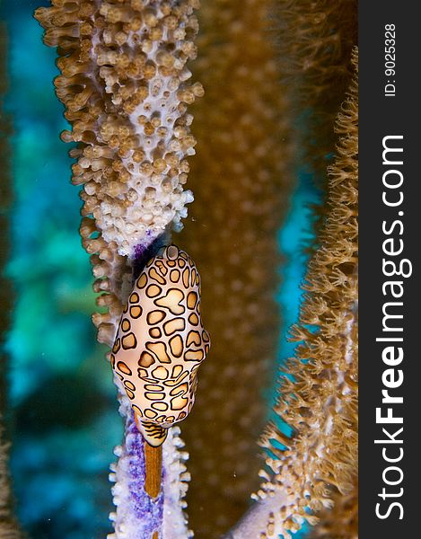 Single flamingo tonuge gastropod feeding on octocoral. Single flamingo tonuge gastropod feeding on octocoral