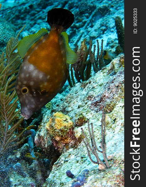 Single whitespotted filefish in orange phase above coral reef near island of bonaire