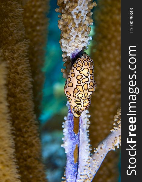 Flamingo Tongue Gastropod