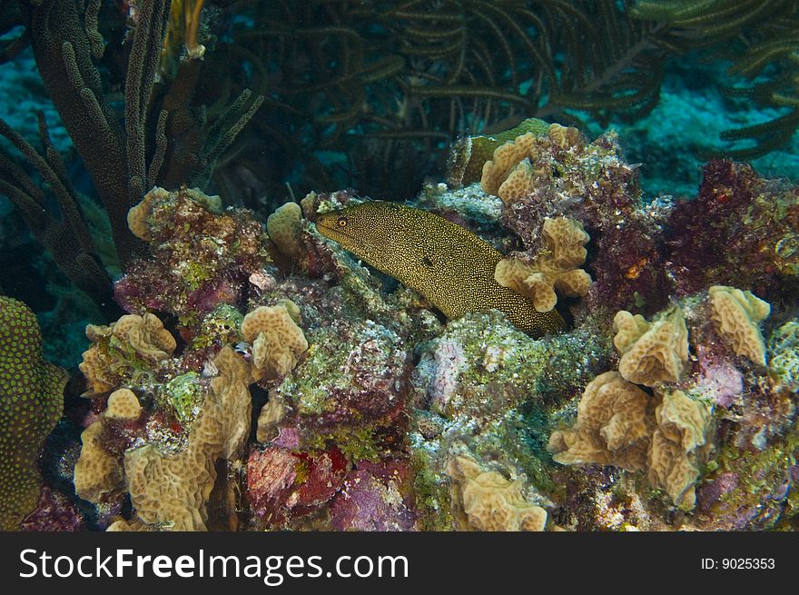 Single goldentail moray eel emerging from colorful coral reef near island of bonaire, dutch antilles