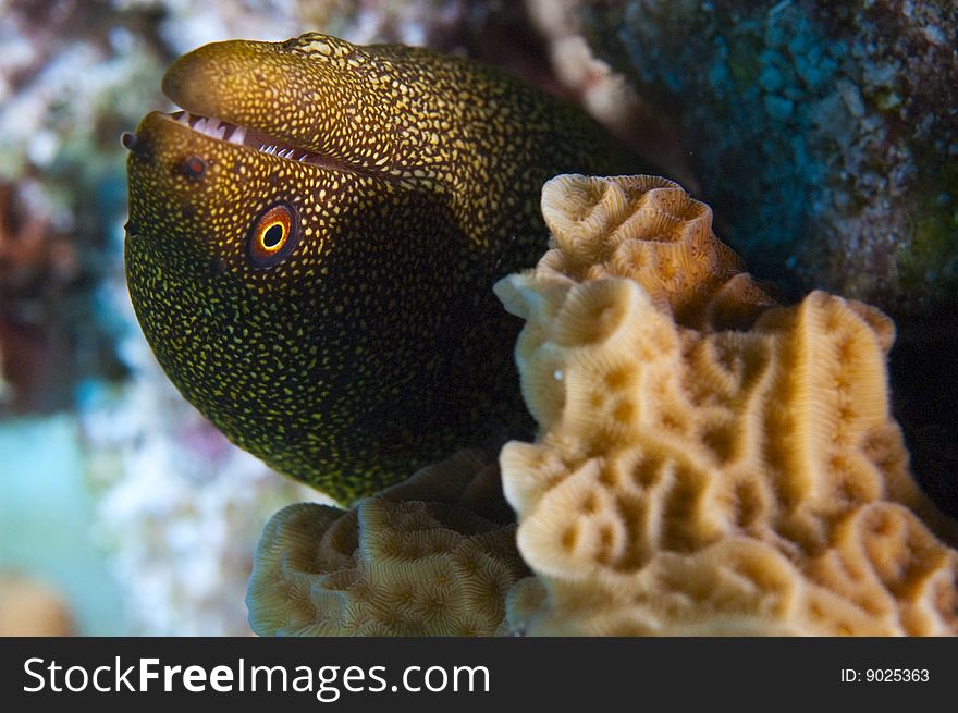 Single goldentail moray eel emerging from colorful coral reef near island of bonaire, dutch antilles. Single goldentail moray eel emerging from colorful coral reef near island of bonaire, dutch antilles