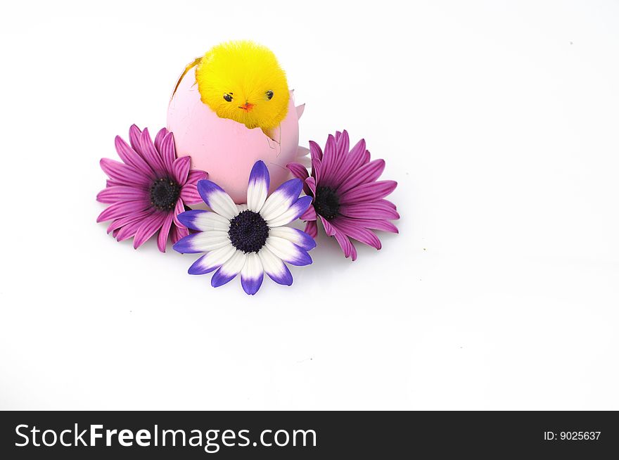 A simple composition of colored daisies and a chick. A simple composition of colored daisies and a chick