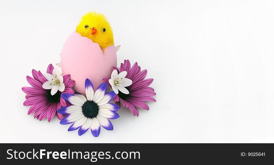 A simple composition of colored daisies and a chick. A simple composition of colored daisies and a chick