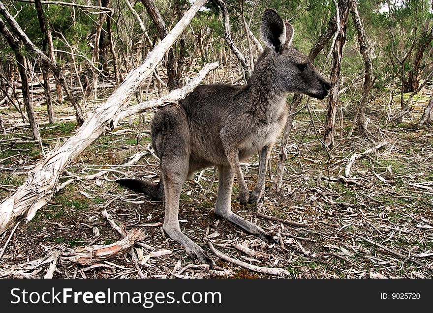 Kangaroo in a small sanctury in Australia.