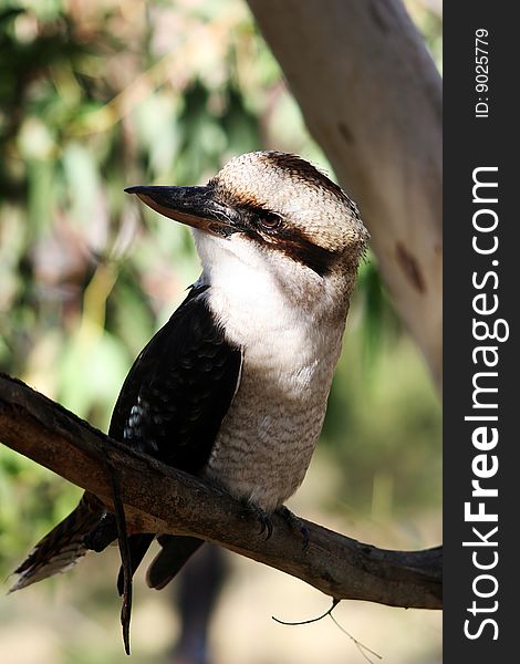 Kookaburra bird perched on a branch