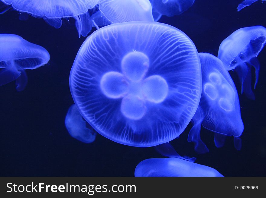 Moon jellies illuminated in the water. Moon jellies illuminated in the water