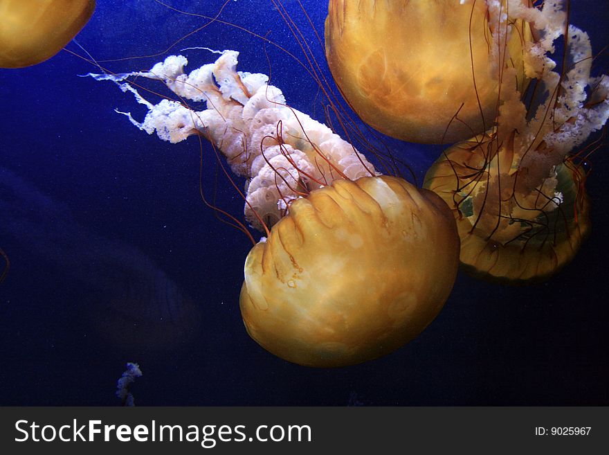 Colorful jellyfish swimming in the water. Colorful jellyfish swimming in the water
