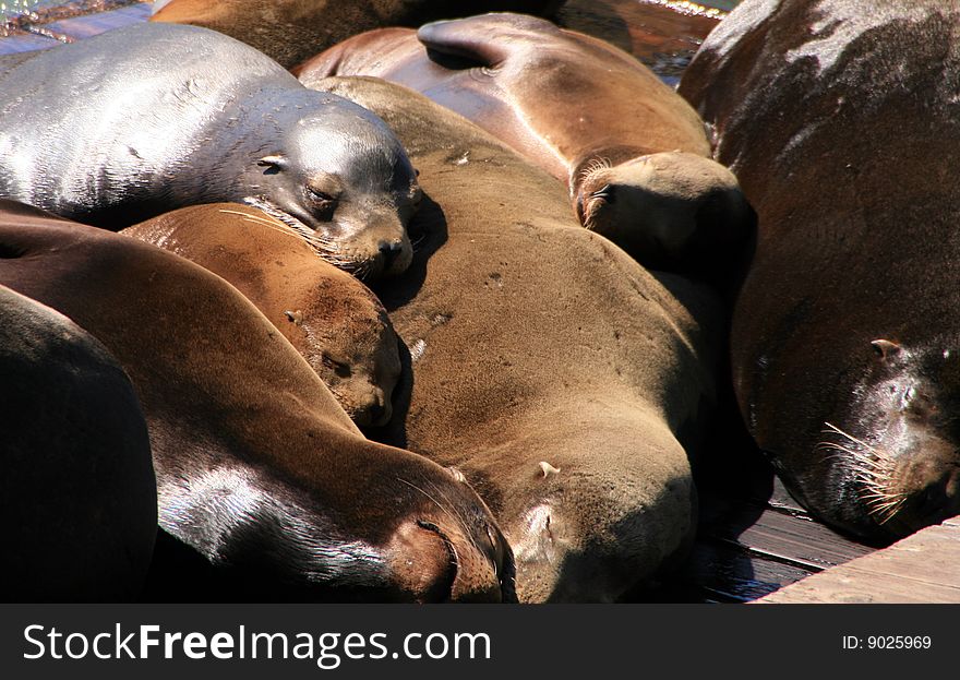 Sea lions sunning on a platform in San Francisco Pier 39