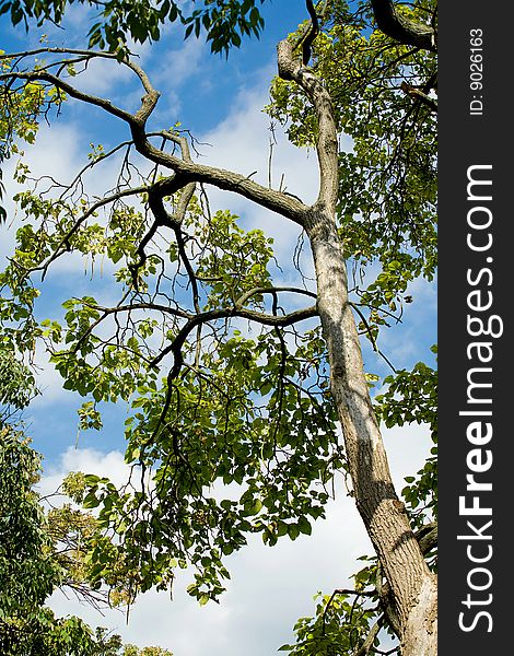 Tree in the Summer Against A Beautiful Sky. Tree in the Summer Against A Beautiful Sky