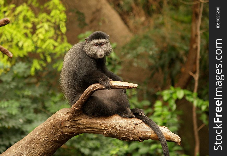 Lone monkey sitting on a limb. Lone monkey sitting on a limb.