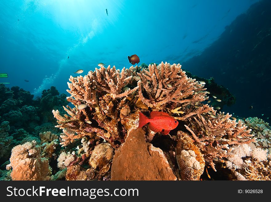 Ocean, coral and fish taken in de red sea.