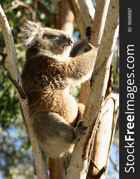 Sleeping Koala on a tree branch.