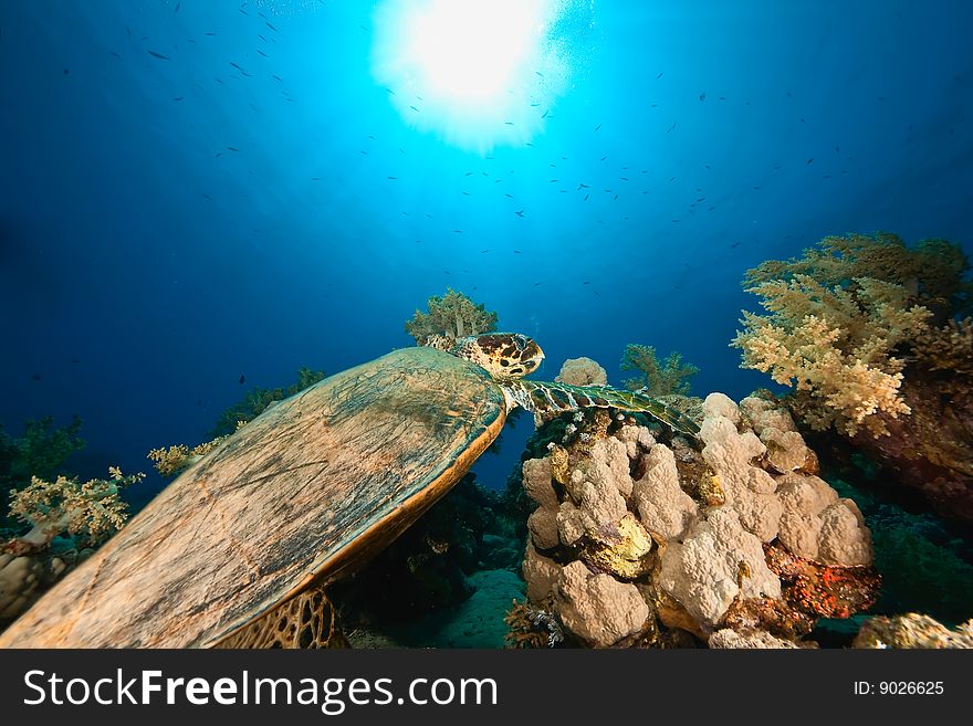 Hawksbill turtle (eretmochelys imbricata) taken in de red sea. Hawksbill turtle (eretmochelys imbricata) taken in de red sea.